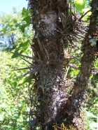 Xylosma pubescens